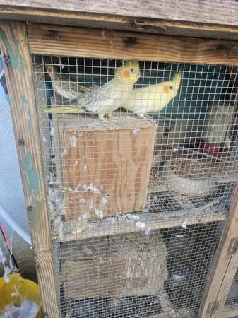 Tengo estos 3 cacatuas son bien ponedoras 2 niñas un macho 1