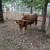 Miniature Highland Bull (Proven) 11 thumbnail