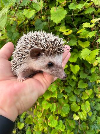 Hedgehogs 1