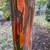 RAINBOW EUCALYPTUS 5 thumbnail
