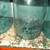 blue quart ball mason jars 3 thumbnail