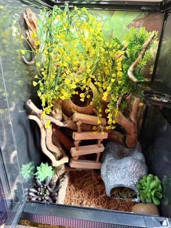 Crested Gecko and Tank (Canonsburg)63882278376195122
