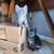 Rehoming kittens 3 thumbnail
