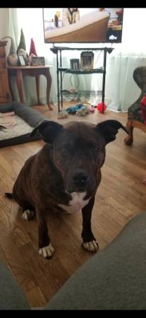 Pitbull hembra de 8 años (Tacoma)63853558832513120