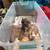 French bull dog toy 2 months male 3 thumbnail