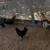 Roosters different breeds 1 thumbnail
