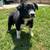 Border collie puppies 4 thumbnail