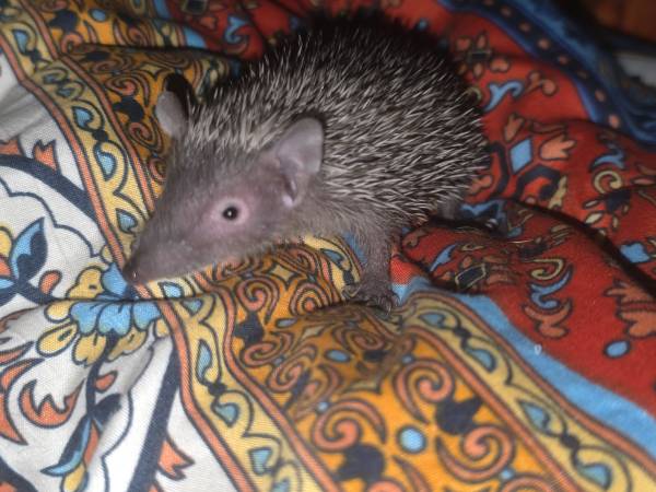 Erizo tenrec menor de Madagascar (Belair MD)