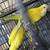 Quaker parrots 6 thumbnail