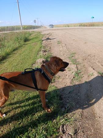 Lost our doggo red shepherd great pyreness (Golden)64145642394497121