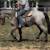 Gelding 3 thumbnail
