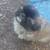 Pekingese 3 thumbnail
