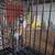 Six parakeets 4 thumbnail