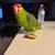 Amazon Parrot 1 thumbnail