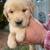 Beautiful Golden Retriever Puppies 1 thumbnail