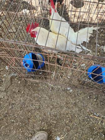 2 pollos 1