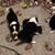 Pointer/Border Collie Puppies- Ready To Go! 19 thumbnail