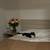 Beautiful Fluffy Tuxedo Cat Seeking a Quiet Home 6 thumbnail