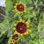 Flower trade. 7 thumbnail