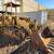 3-Piece Equipment Package - Track Loader, Forklift, Dump Truck 1 thumbnail