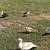 Muscovy ducks 3 thumbnail
