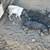 Pigs 5 thumbnail