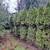 lot of 5 emerald green colored arborvitaes arborvitae 3 thumbnail