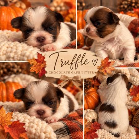 Shih Tzus 1