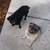 Pet Related Housing Issues? Pet / Sitting / Boarding short/long term 13 thumbnail
