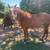 AQHA Barrel Horse 5 thumbnail