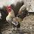 Micro Chickens 4 thumbnail