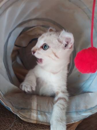 Savannah/ Highland Lynx 11 Weeks (San Marcos Twin Oaks Valley)63955847443842121