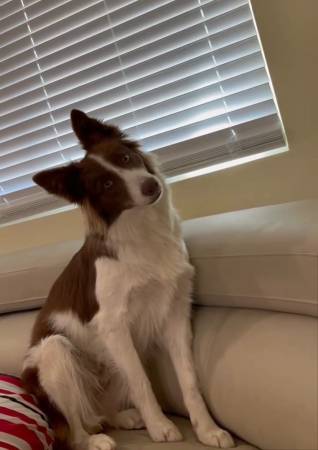 Perro Border Collie necesita un nuevo hogar (Rosemead)63847577127811121