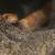 amelanistic corn snake 4 thumbnail