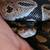 Ball python 3 thumbnail