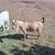 Sheep & Goats 4 thumbnail