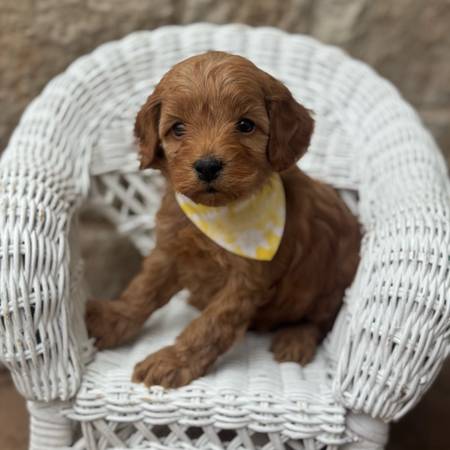 Cockapoo puppies 1