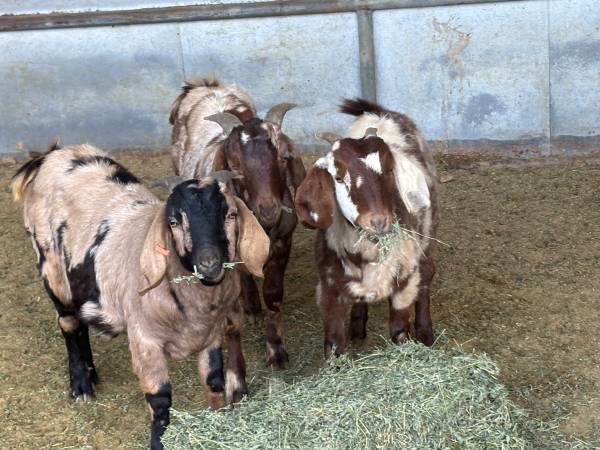 Dapple Boer goats 1