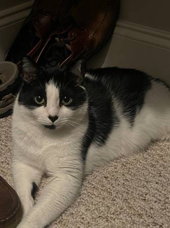 Lost cat!! (Greenville)63661473797377120