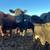 Beef cows 5 thumbnail