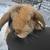 Bunnies 1 thumbnail