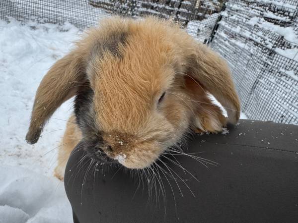 Bunnies 1