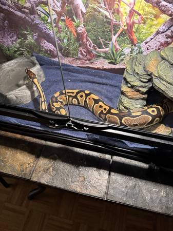Female mall python577526395454115845