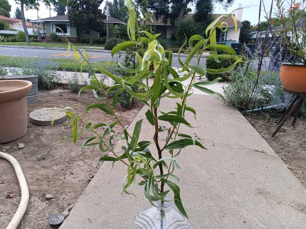 Corkscrew Curly Willow Starters 1
