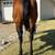 Bay Mare for sale 4 thumbnail