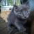 Kittens of Russian Blue Mother 5 thumbnail