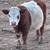 Micro cow 1 thumbnail