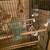 13 hand raised and bred society finches and cages 3 thumbnail