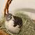 Lovingly raised Coturnix Quail & You Pick Hatching Eggs (You pick the parents!) 12 thumbnail