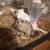 Gerbil Set up 4 thumbnail